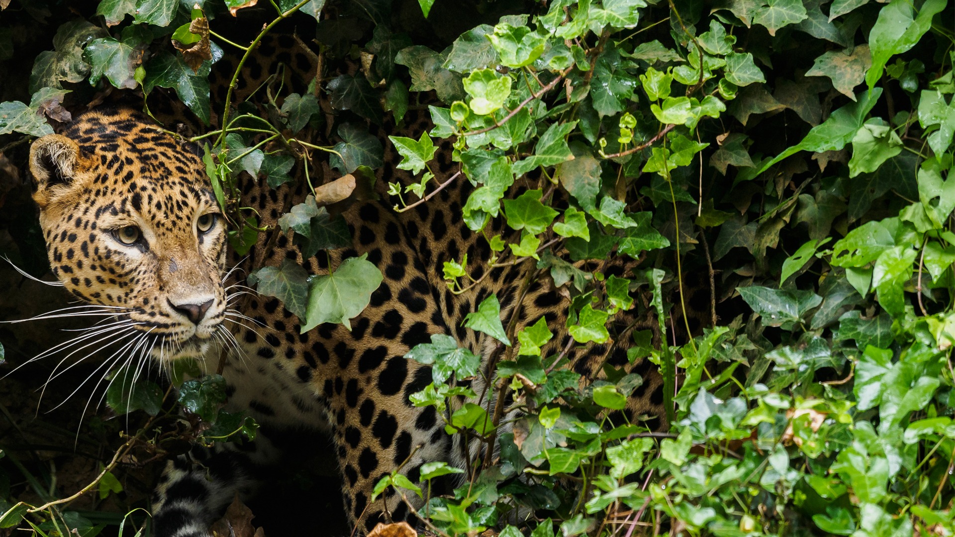 Nature, Culture and Wildlife